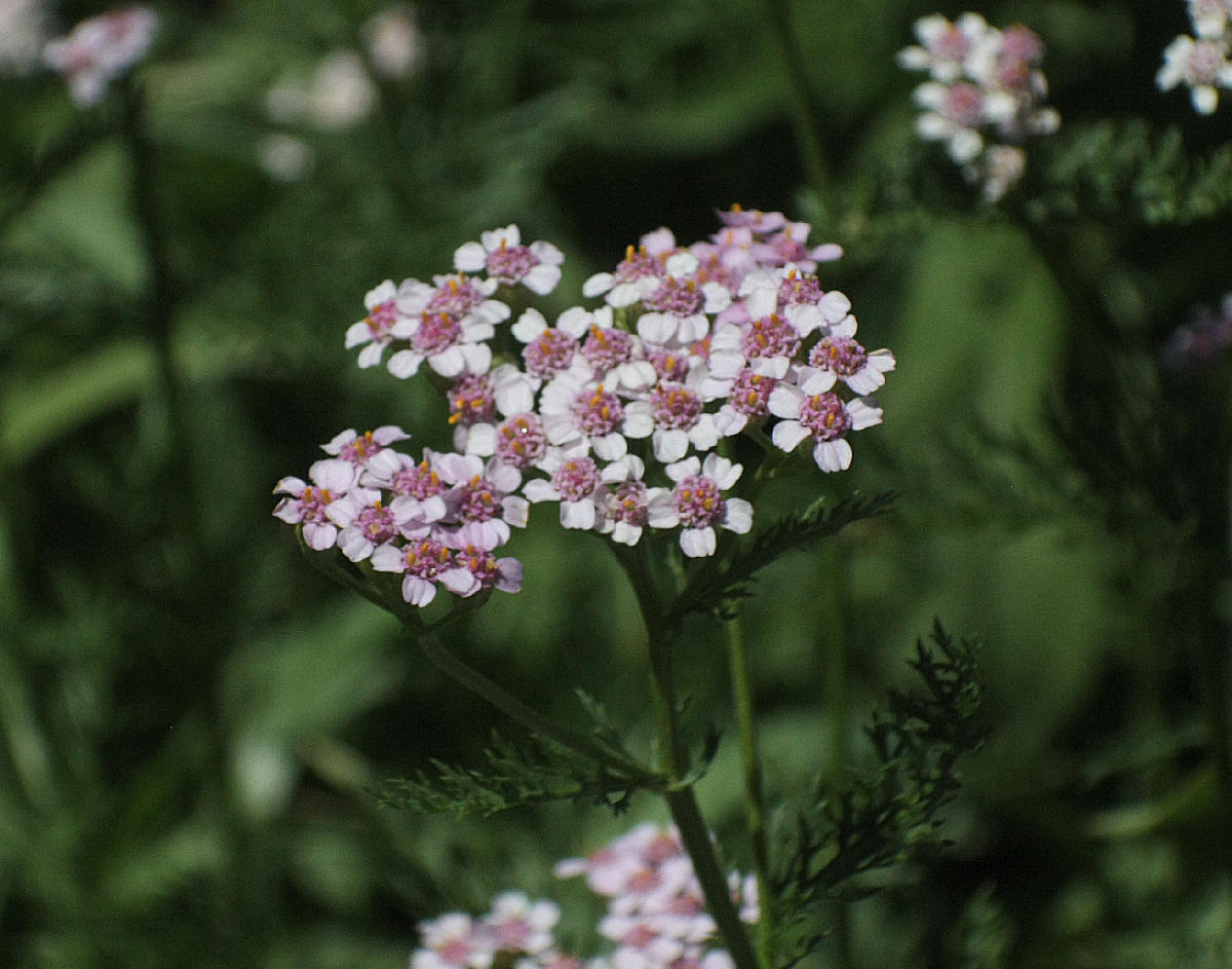 fiore rosa da identificare - Achillea sp.